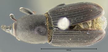Media type: image;   Entomology 5204 Aspect: habitus dorsal view